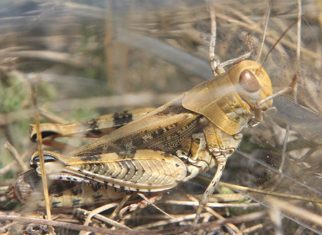 Acrididae 4